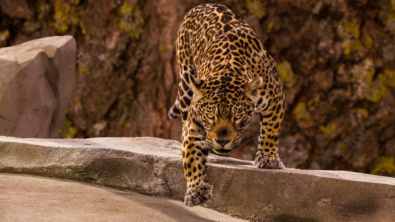 Investigación. Desarrollos se acercan cada vez más a las reservas donde se reproduce está especie, alerta Pronatura