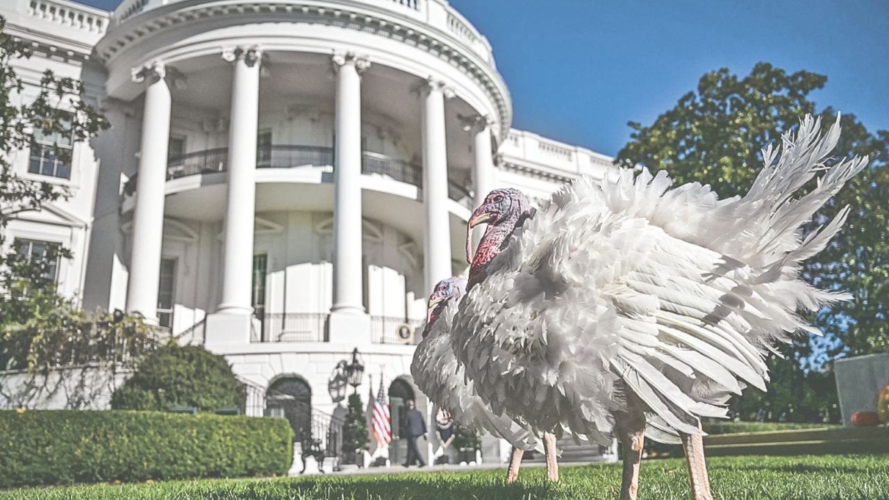 LIBERADOS. Si bien el acto de indultar pavos puede parecer trivial, simboliza el último esfuerzo de Biden por transmitir serenidad y continuidad en un periodo de transición