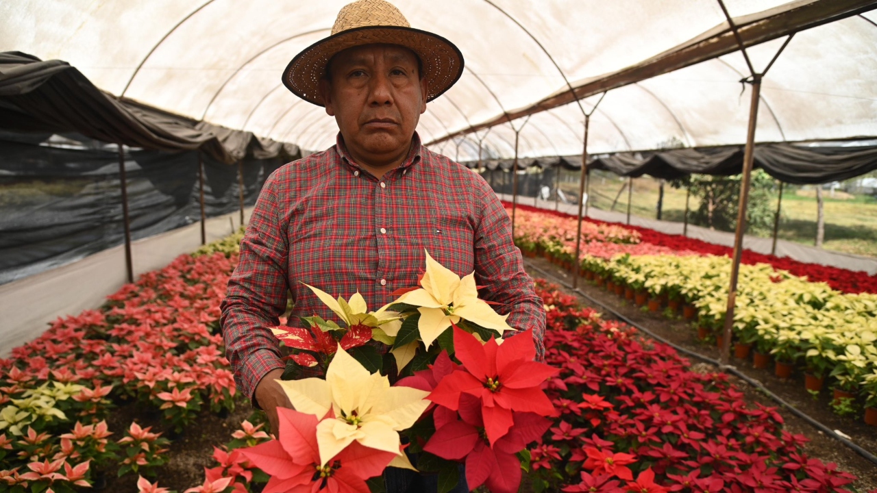 Foto: @GobCDMX/ Inicia Expo Nochebuena 2024 en Xochimilco