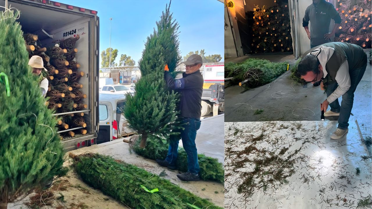 Profepa inspecciona árboles de navidad importados para evitar plagas.