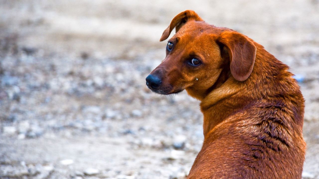 Reportan 18 perros envenenados en Baja California Sur.