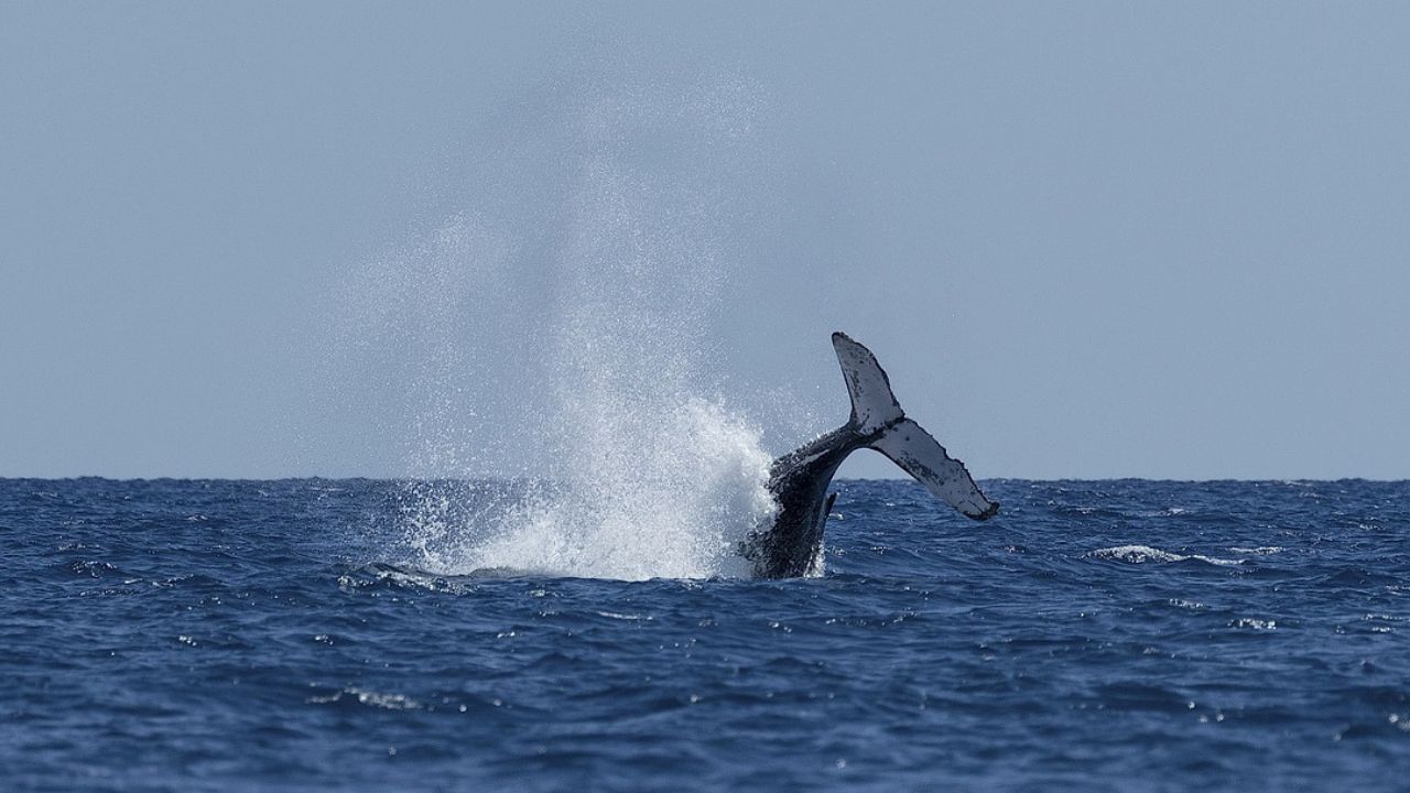 Islandia había suspendió la caza de ballenas a raíz de una investigación que concluyó que los métodos empleados incumplían las leyes.