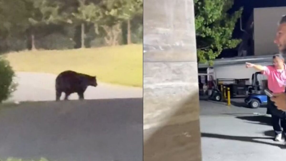 Técnico de Rayados queda asombrado por presencia de un oso en su casa.