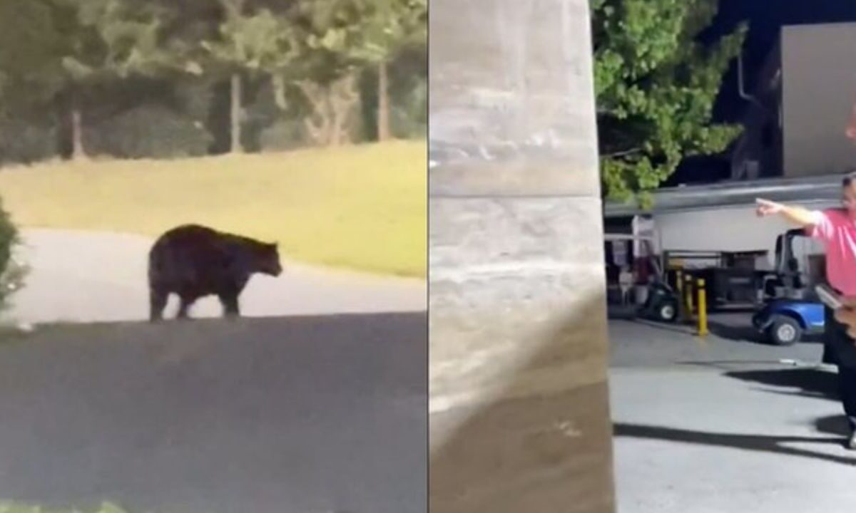 Técnico de Rayados queda asombrado por presencia de un oso en su casa.