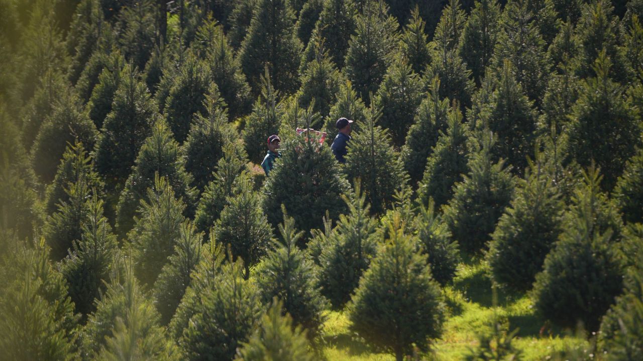 pinos navideños naturales