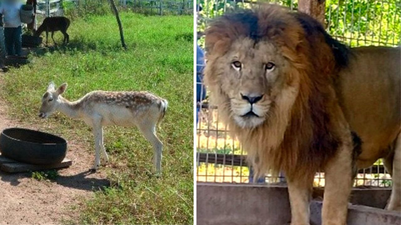 La FGR a través de la FECOR decomisaron varios ejemplares de leones y venados durante un cateo realizado en La Huerta, Jalisco.