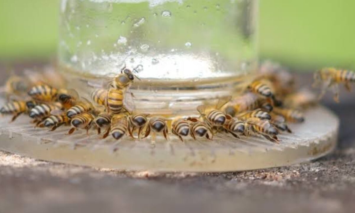 Las abejas son los principales polinizadores de la naturaleza