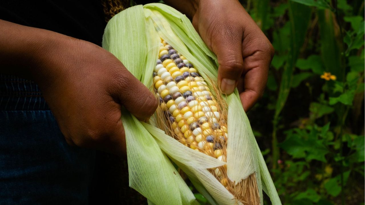 Maíz transgénico no es lo mismo que maíz natural