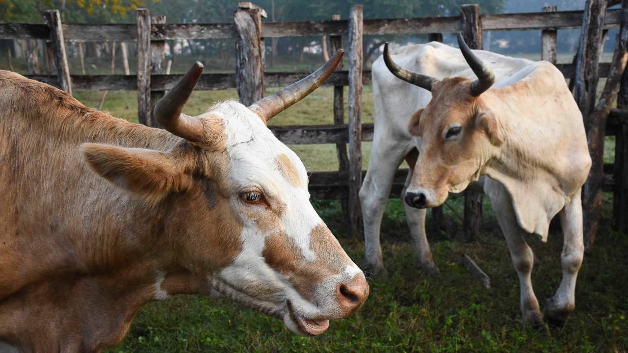 Agricultura inspecciona diariamente más de 3 mil cabezas de ganado para prevenir la diseminación del Gusano Barrenador.