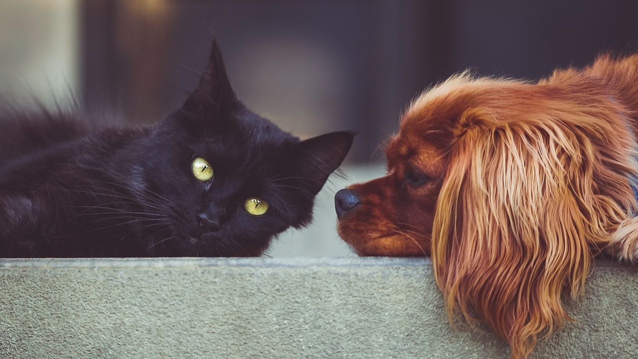 ¿Por qué no regalar mascotas en Navidad?