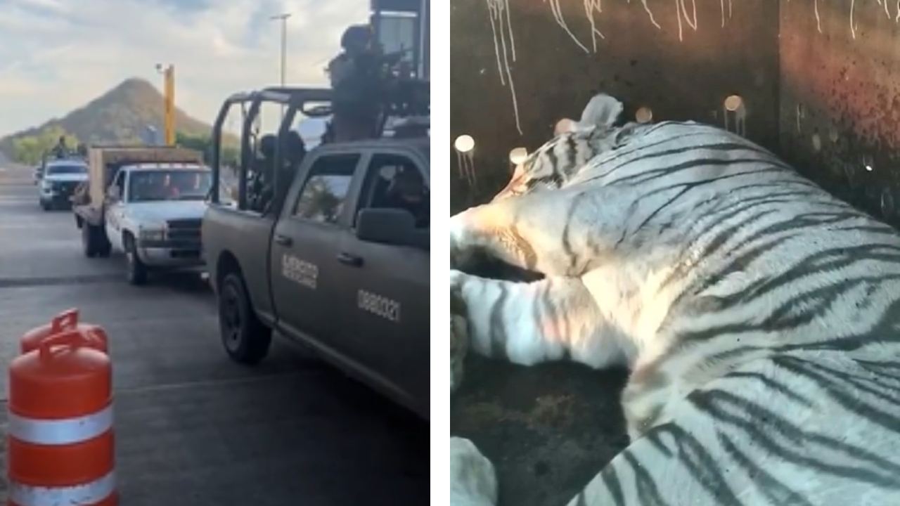 Con ellos "van 11 grandes felinos" bajo el resguardo de Ostok durante dos meses de enfrentamientos armados en Sinaloa, dijo una asociación.