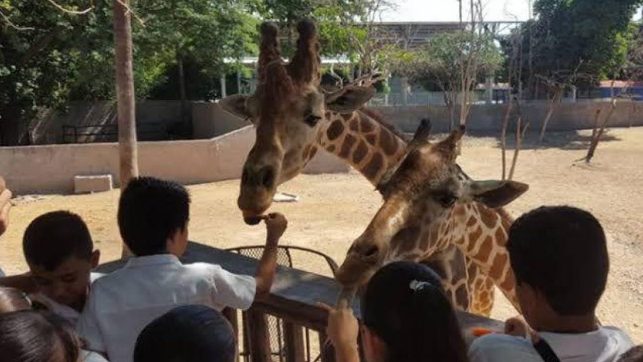 Visitantes del Zoológico de Culiacán reportan que falta una jirafa en el hábitat.