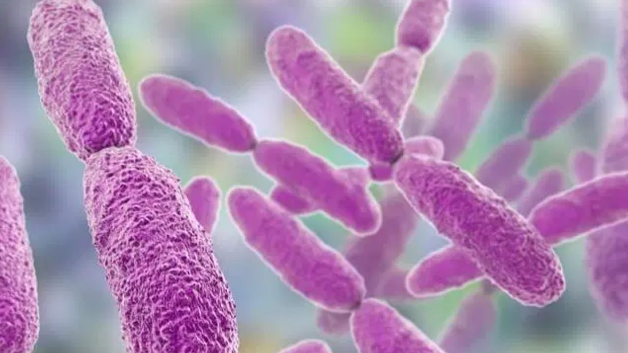 Las instituciones de salud informaron sobre un brote de infecciones de torrente sanguíneo provocadas por la bacteria 'Klebsiella oxytoca'