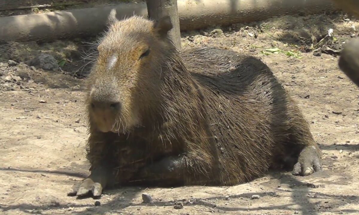 Capibara recostada en el suelo