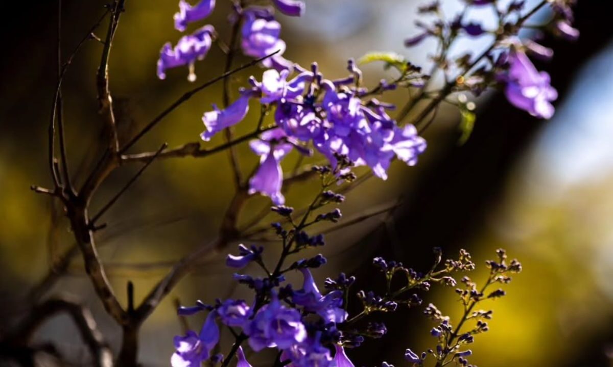 Flores de Jacarandas