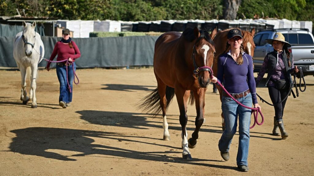 Sociedad Humana de Pasadena recibió unos 400 animales de Altadena