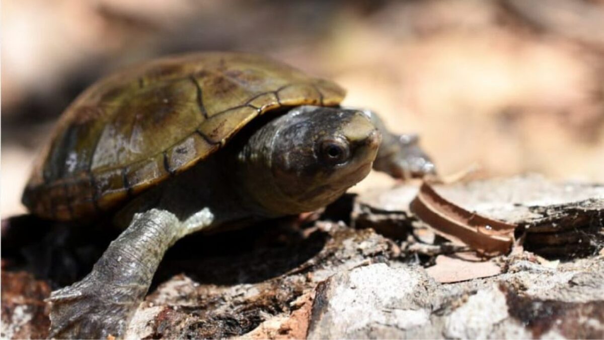 La Casquito de Puerto Vallarta es parte del grupo de tortugas dulceacuícolas conocidas como casquitos o pecho quebrado (kinosternon).