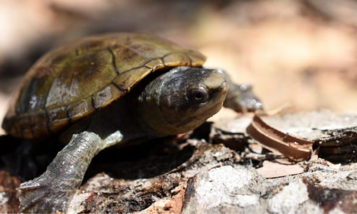 La Casquito de Puerto Vallarta es parte del grupo de tortugas dulceacuícolas conocidas como casquitos o pecho quebrado (kinosternon).