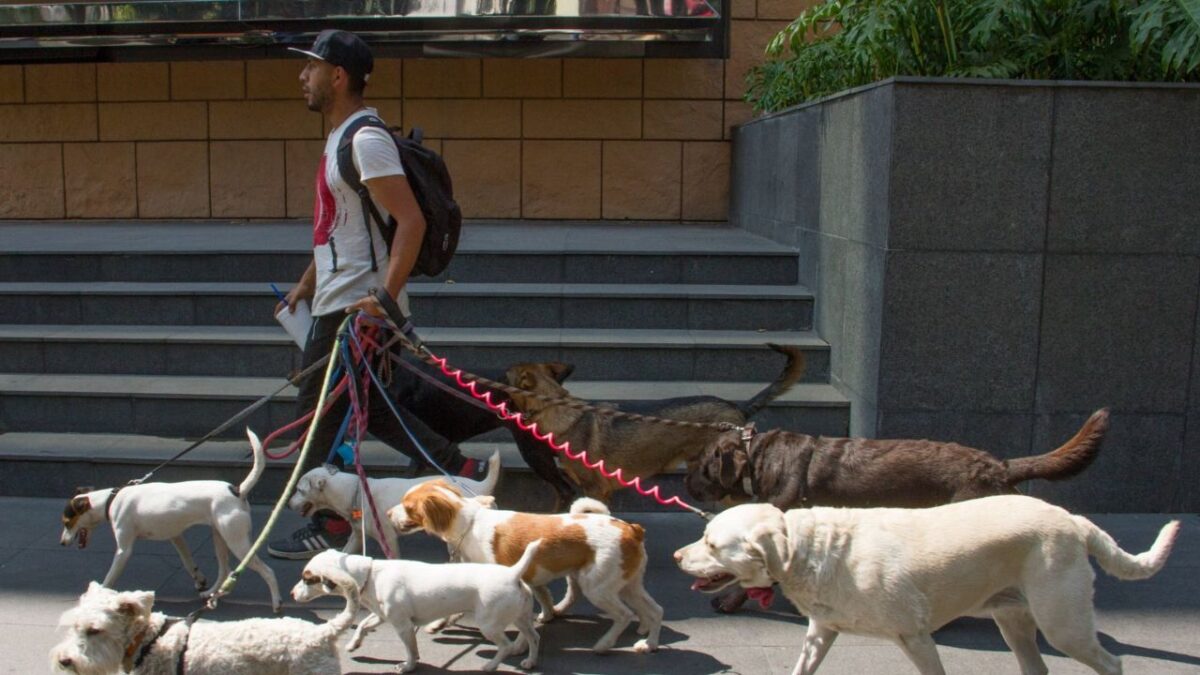 Persona paseando perros. Aumenta el robo de mascotas en la CDMX.