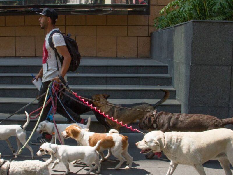 Aumenta el robo de mascotas; alistan penas a secuestradores