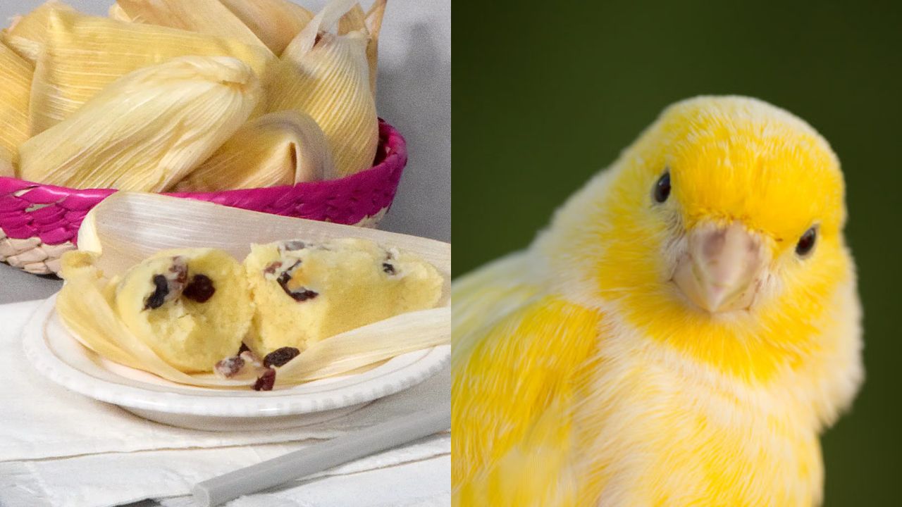 Foto:Especial/ Su comparación con las aves canarios, le dan su nombre a estos tamales