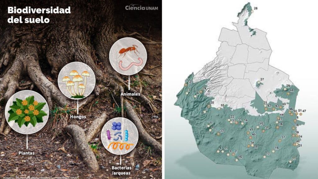 El proyecto también busca fortalecer la enseñanza de la biodiversidad del suelo en todos los niveles educativos, desde primaria hasta posgrado.