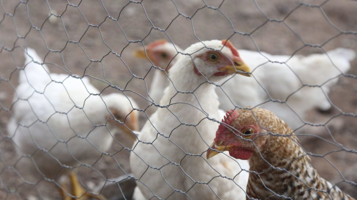 Aves de granja de los cuales se origina la gripe aviar.