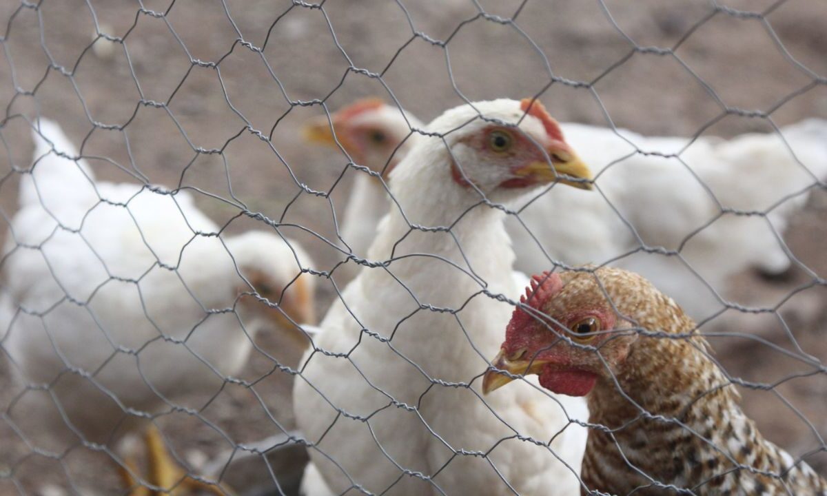 Aves de granja de los cuales se origina la gripe aviar.