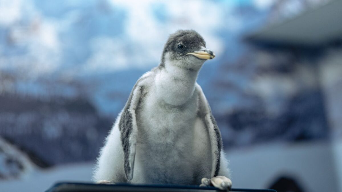 Uno de estos seis nuevos ejemplares es cría de Alex, “el primer pingüino chilango” y su pareja Nunu, quien también nació en la Ciudad de México, gracias al logro reproductivo que forma parte de un programa de conservación, que también ha permitido la exitosa reproducción de otras especies como ajolotes, caballitos de mar y más.