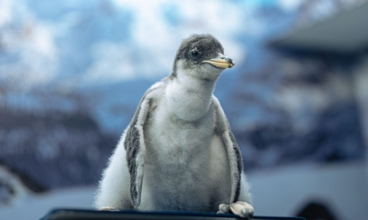 Uno de estos seis nuevos ejemplares es cría de Alex, “el primer pingüino chilango” y su pareja Nunu, quien también nació en la Ciudad de México, gracias al logro reproductivo que forma parte de un programa de conservación, que también ha permitido la exitosa reproducción de otras especies como ajolotes, caballitos de mar y más.