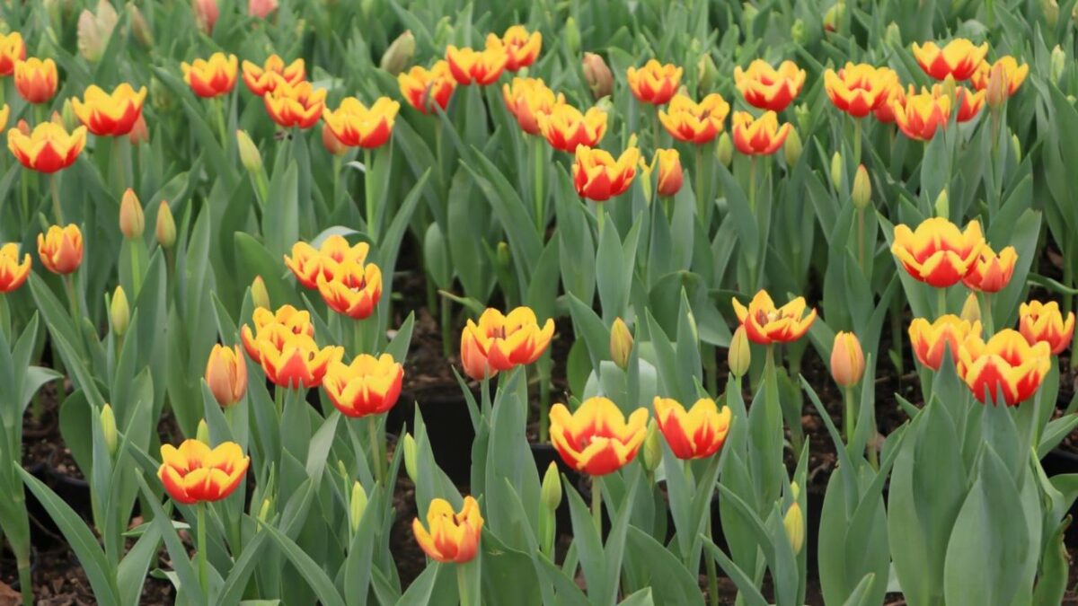 La producción estatal de esta flor de ornato tiene más de 20 años.