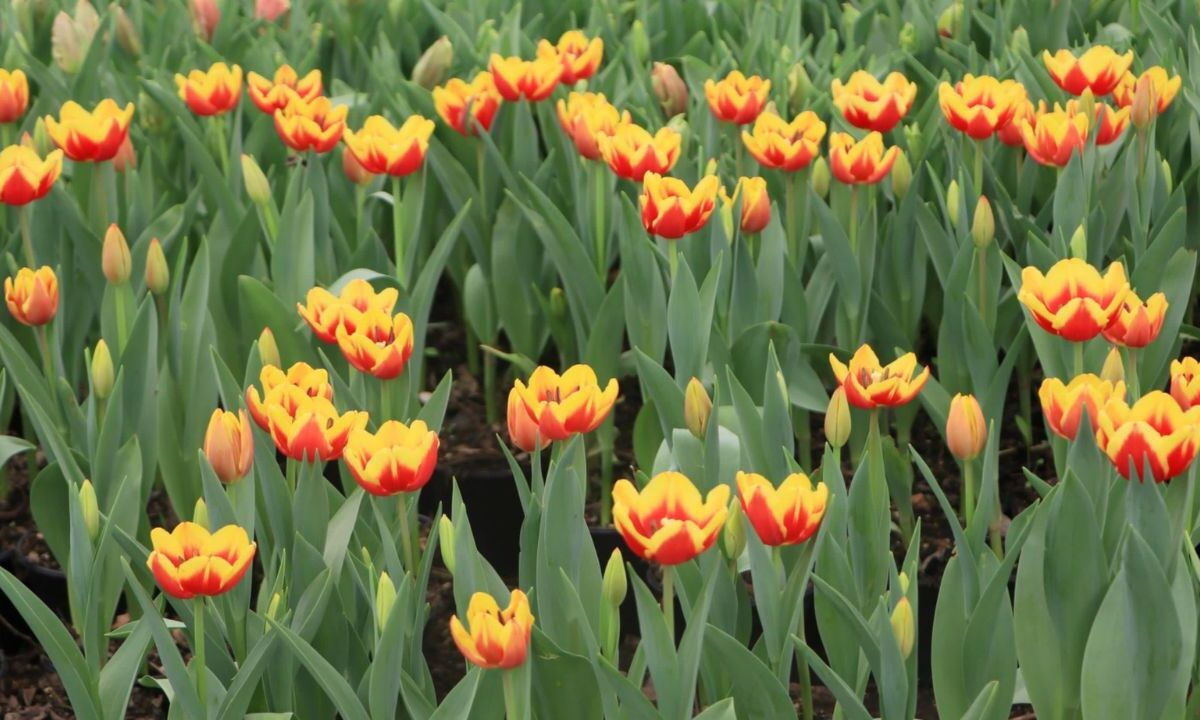 La producción estatal de esta flor de ornato tiene más de 20 años.