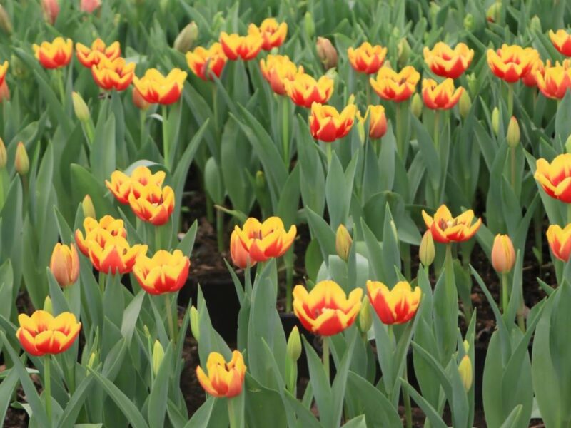 Puebla trae tulipanes para el Día de San Valentín