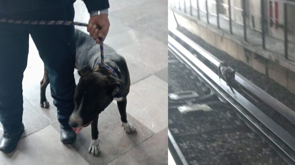 Policía sosteniendo la cuerda del perro rescatado en la Línea B