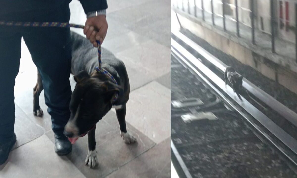 Policía sosteniendo la cuerda del perro rescatado en la Línea B