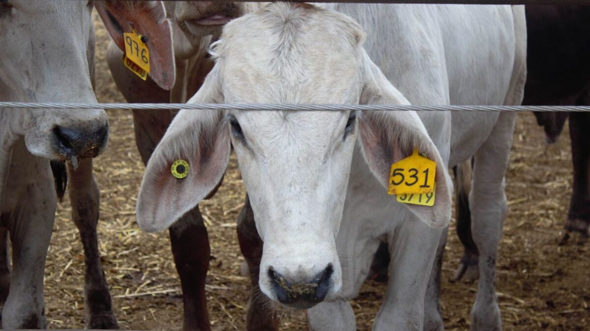 La Secretaría de Agricultura va contra la tuberculosis bovina.