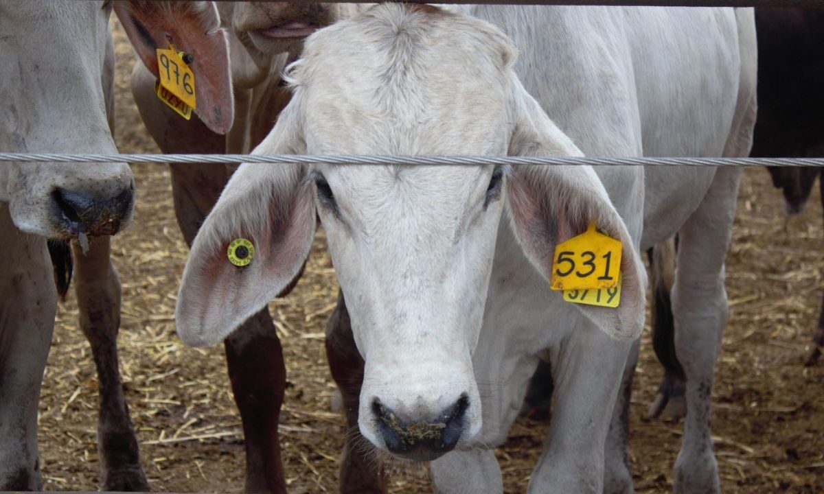 La Secretaría de Agricultura va contra la tuberculosis bovina.