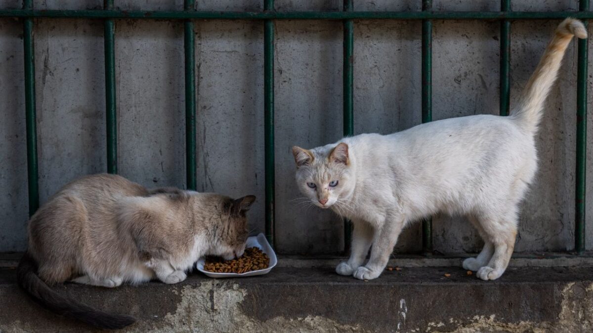 En el Panteón San Fernando, activistas alimentaban y cuidaban a los mininos que ahí residen; sin embargo, a inicios de este año autoridades les negaron la entrada, dejando a los felinos en incertidumbre.