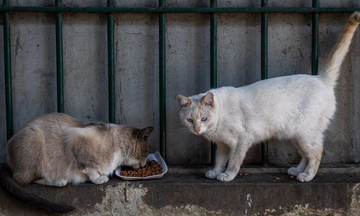 En el Panteón San Fernando, activistas alimentaban y cuidaban a los mininos que ahí residen; sin embargo, a inicios de este año autoridades les negaron la entrada, dejando a los felinos en incertidumbre.