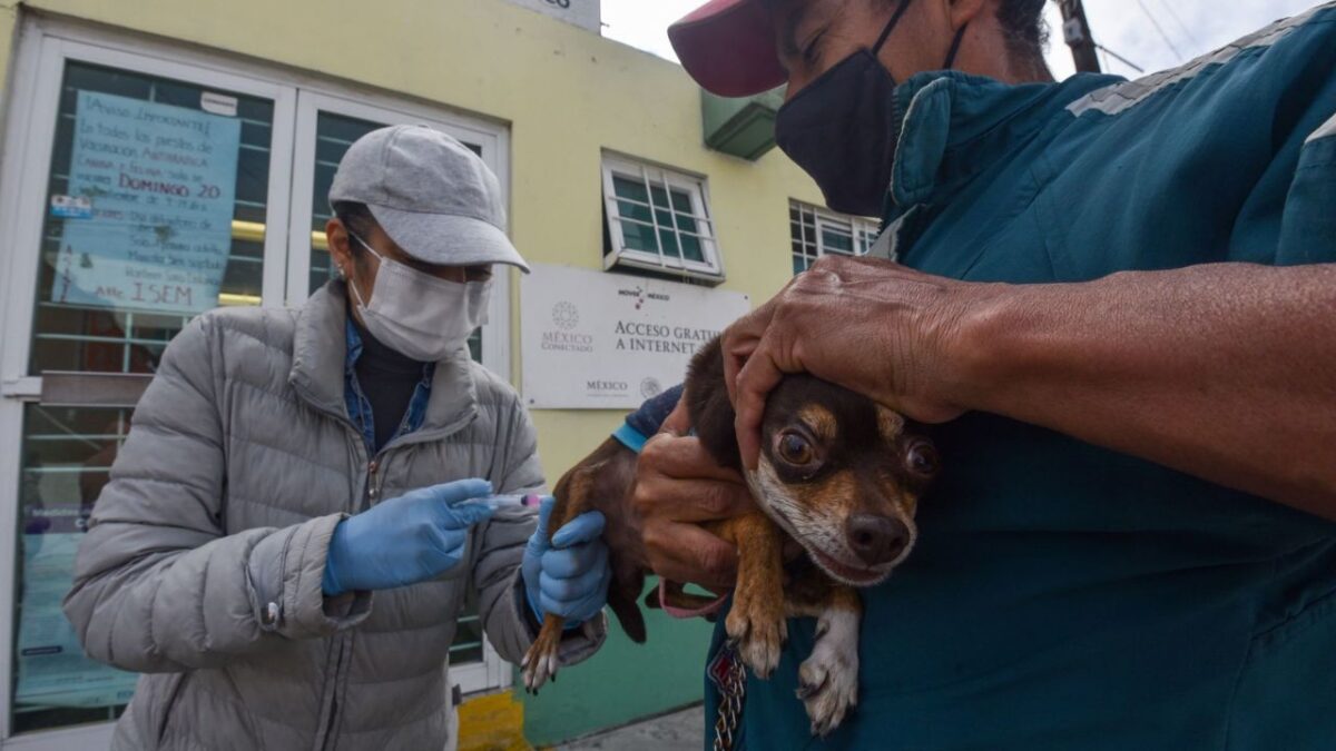 Alertan en la alcaldía Benito Juárez sobre falsas campañas de vacunación para mascotas