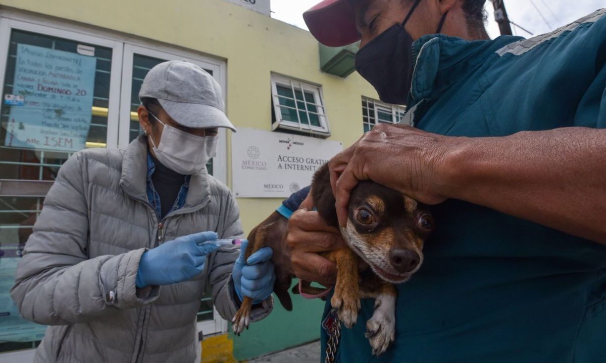 Alertan en la alcaldía Benito Juárez sobre falsas campañas de vacunación para mascotas