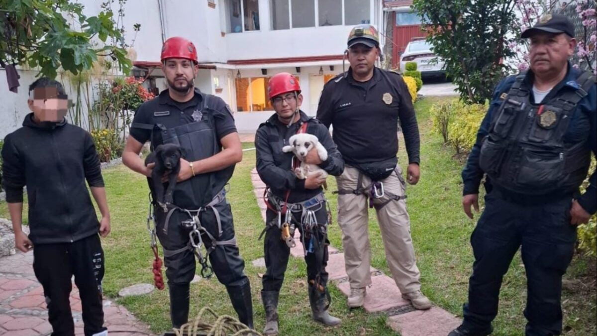 Cachorritos rescatados