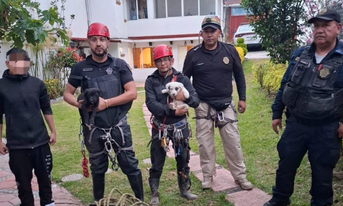 Cachorritos rescatados