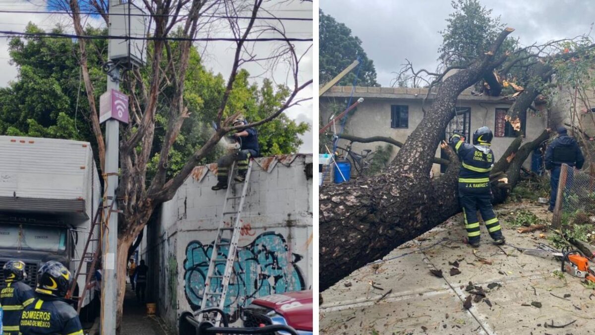 Al menos 5 árboles cayeron en tres alcaldía de la CDMX, aparentemente por los vientos fuertes.