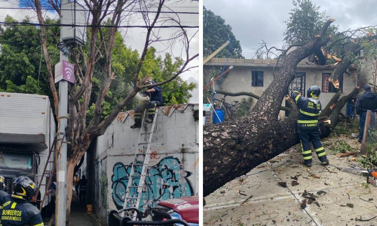 Al menos 5 árboles cayeron en tres alcaldía de la CDMX, aparentemente por los vientos fuertes.