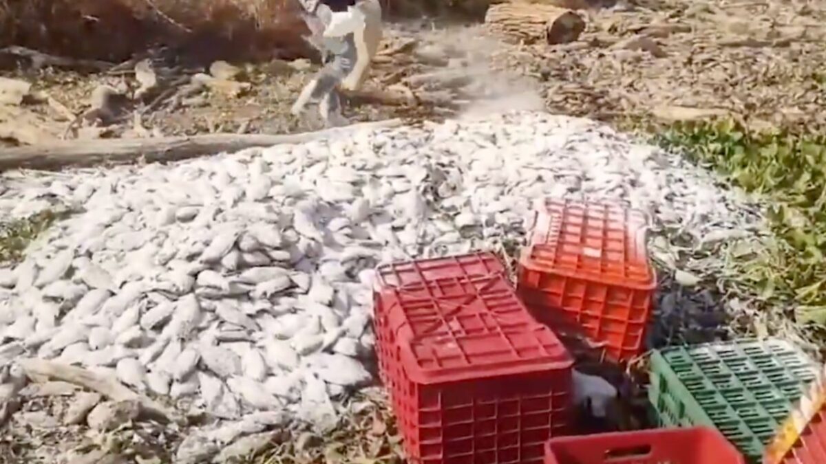 Pescadores del municipio de Cutzamala de Pinzón, denunciaron la muerte de más de 40 toneladas de peces por falta de oxigenación del agua. 