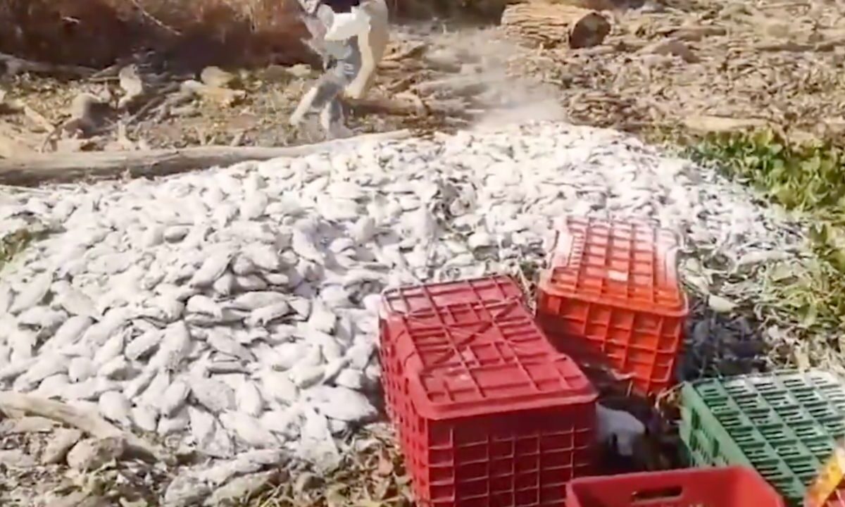 Pescadores del municipio de Cutzamala de Pinzón, denunciaron la muerte de más de 40 toneladas de peces por falta de oxigenación del agua. 