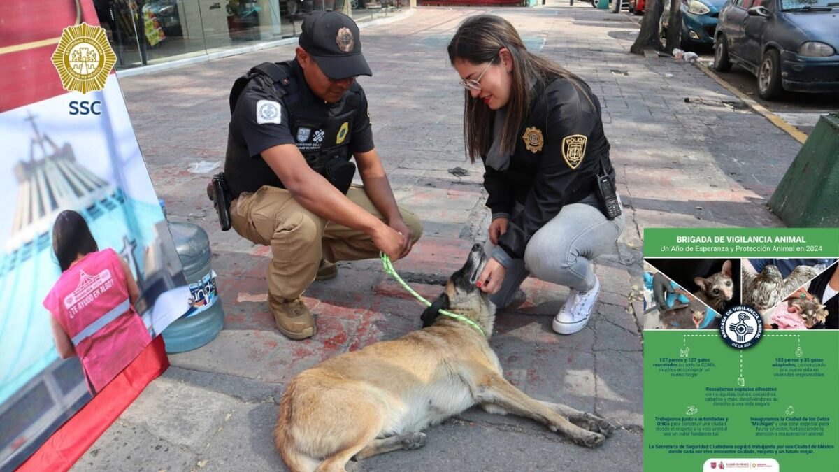 La Brigada de Vigilancia Animal rescató un total de 264 perros y gatos en CDMX