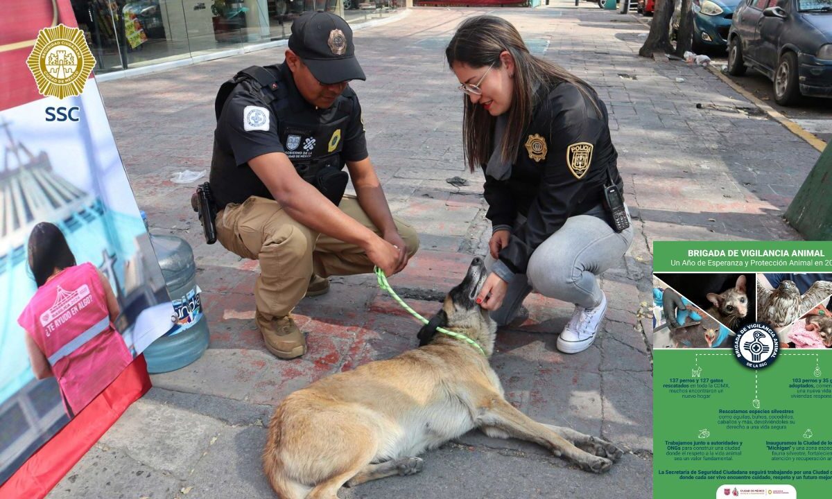 La Brigada de Vigilancia Animal rescató un total de 264 perros y gatos en CDMX