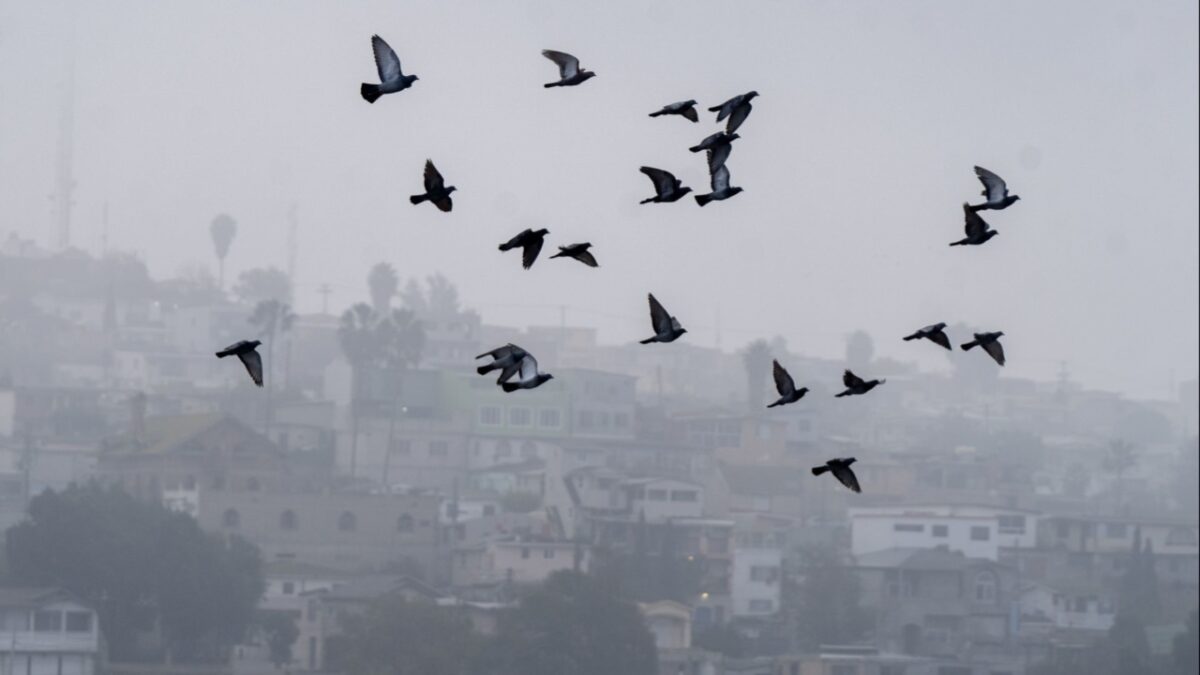 Vuelo de aves entre neblina por frio